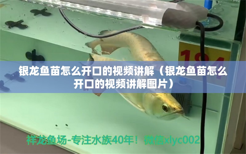 銀龍魚苗怎么開口的視頻講解（銀龍魚苗怎么開口的視頻講解圖片）