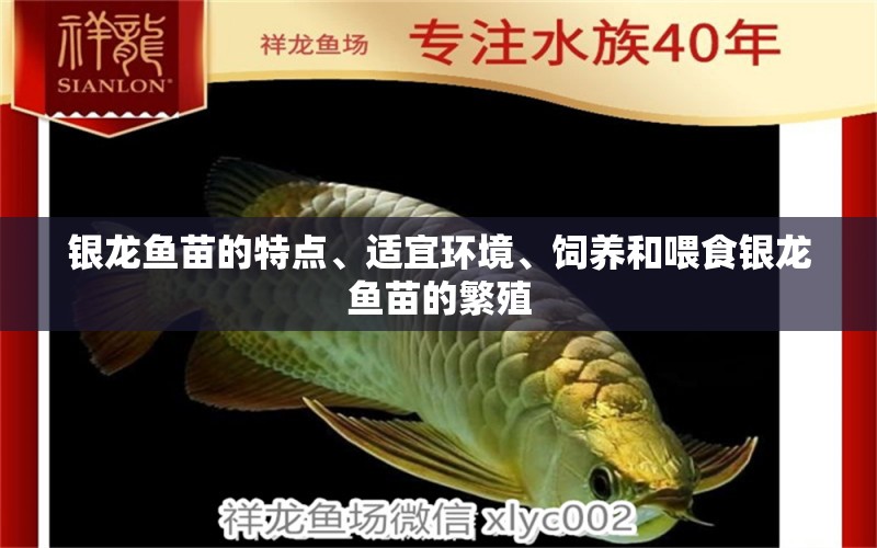 銀龍魚苗的特點(diǎn)、適宜環(huán)境、飼養(yǎng)和喂食銀龍魚苗的繁殖