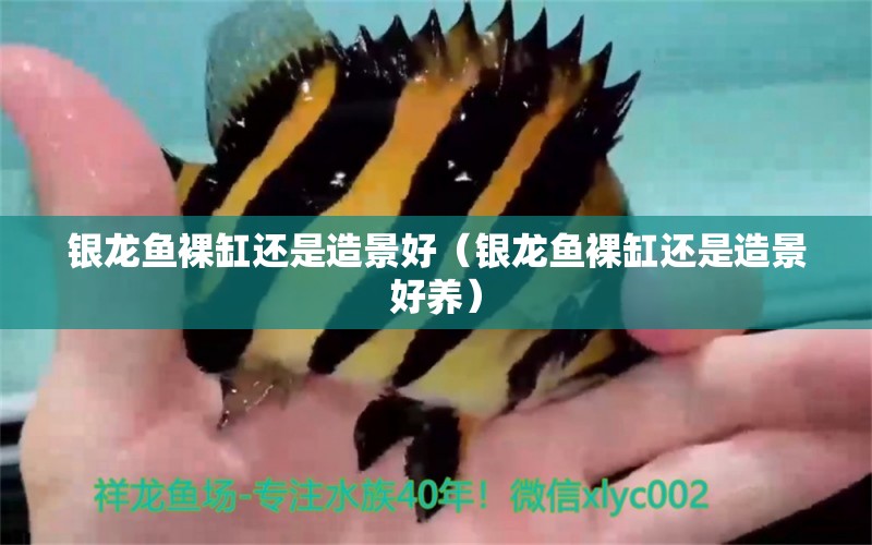 銀龍魚裸缸還是造景好（銀龍魚裸缸還是造景好養(yǎng)） 銀龍魚