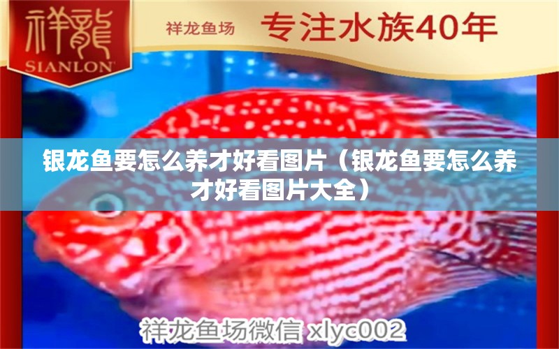 銀龍魚要怎么養(yǎng)才好看圖片（銀龍魚要怎么養(yǎng)才好看圖片大全） 銀龍魚