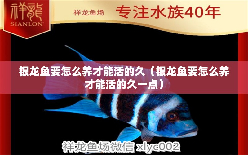 銀龍魚要怎么養(yǎng)才能活的久（銀龍魚要怎么養(yǎng)才能活的久一點）