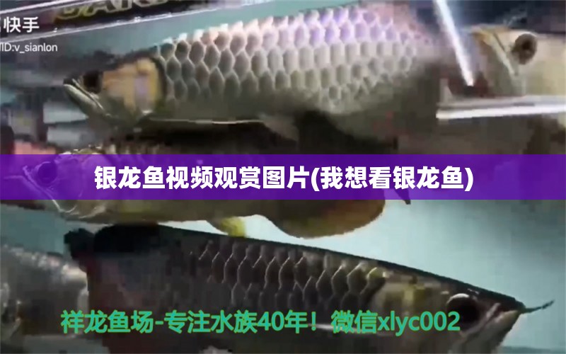 銀龍魚視頻觀賞圖片(我想看銀龍魚)