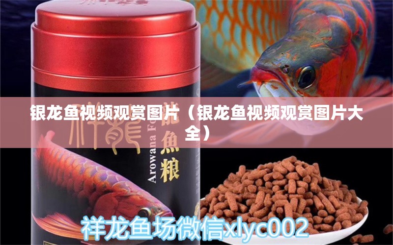 銀龍魚視頻觀賞圖片（銀龍魚視頻觀賞圖片大全） 銀龍魚