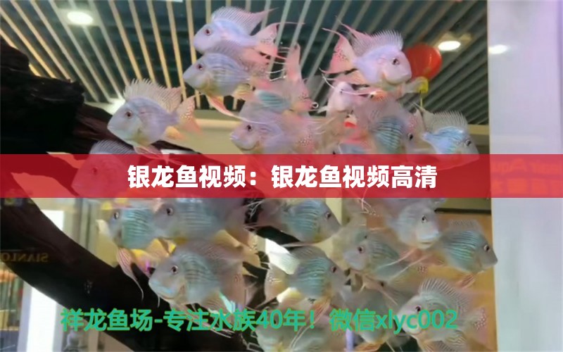 銀龍魚視頻：銀龍魚視頻高清 銀龍魚