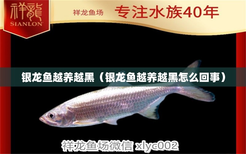 銀龍魚(yú)越養(yǎng)越黑（銀龍魚(yú)越養(yǎng)越黑怎么回事）