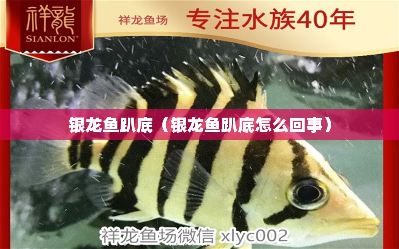 銀龍魚趴底（銀龍魚趴底怎么回事） 銀龍魚