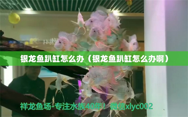 銀龍魚趴缸怎么辦（銀龍魚趴缸怎么辦?。? title=