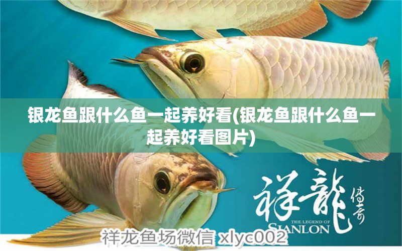 銀龍魚跟什么魚一起養(yǎng)好看(銀龍魚跟什么魚一起養(yǎng)好看圖片) 銀龍魚