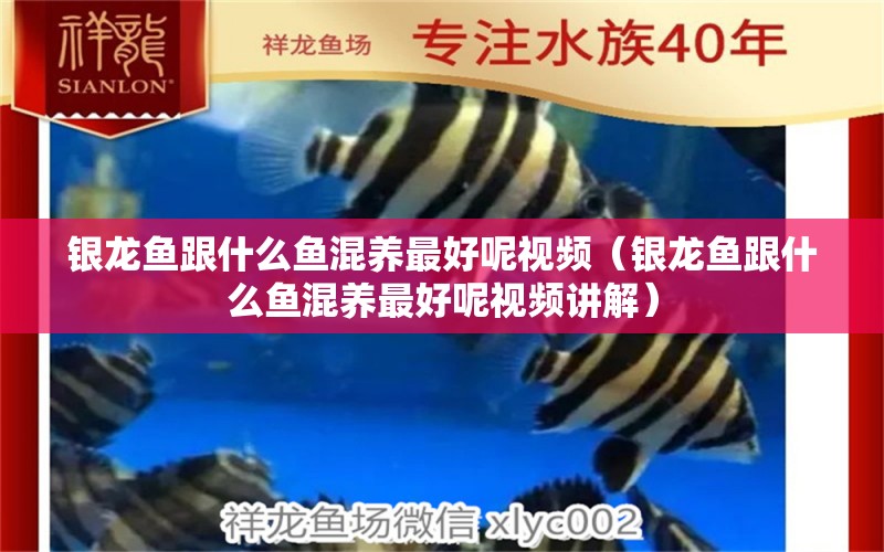 銀龍魚跟什么魚混養(yǎng)最好呢視頻（銀龍魚跟什么魚混養(yǎng)最好呢視頻講解）