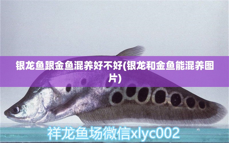 銀龍魚跟金魚混養(yǎng)好不好(銀龍和金魚能混養(yǎng)圖片) 銀龍魚