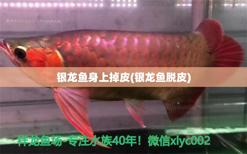 銀龍魚身上掉皮(銀龍魚脫皮) 銀龍魚