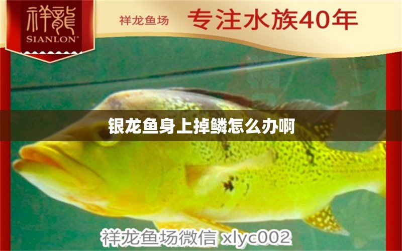 銀龍魚(yú)身上掉鱗怎么辦啊