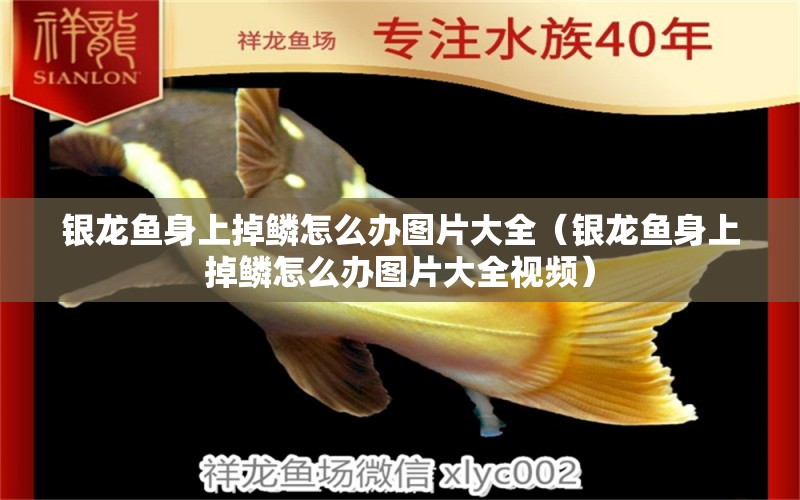 銀龍魚身上掉鱗怎么辦圖片大全（銀龍魚身上掉鱗怎么辦圖片大全視頻） 銀龍魚