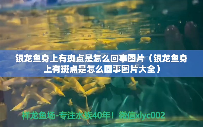 銀龍魚身上有斑點是怎么回事圖片（銀龍魚身上有斑點是怎么回事圖片大全） 銀龍魚