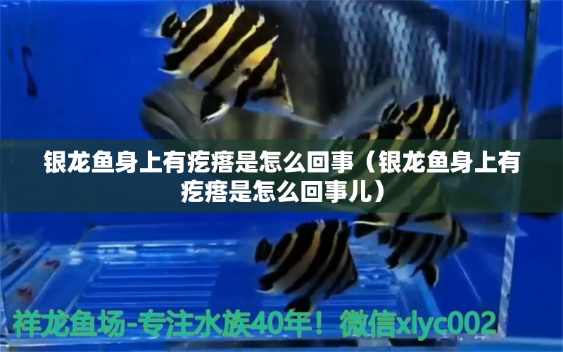 銀龍魚身上有疙瘩是怎么回事（銀龍魚身上有疙瘩是怎么回事兒）