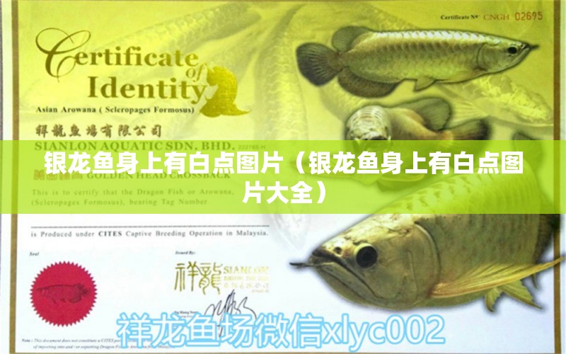 銀龍魚身上有白點圖片（銀龍魚身上有白點圖片大全） 銀龍魚