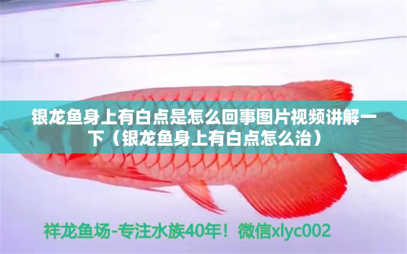 銀龍魚身上有白點是怎么回事圖片視頻講解一下（銀龍魚身上有白點怎么治） 銀龍魚