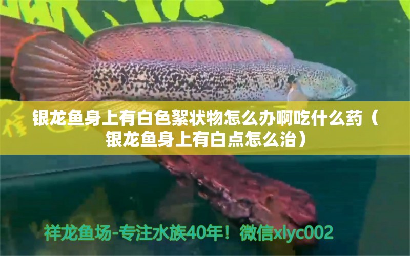 銀龍魚身上有白色絮狀物怎么辦啊吃什么藥（銀龍魚身上有白點(diǎn)怎么治）