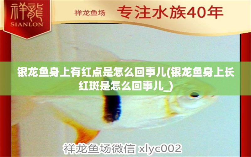 銀龍魚(yú)身上有紅點(diǎn)是怎么回事兒(銀龍魚(yú)身上長(zhǎng)紅斑是怎么回事兒_) 銀龍魚(yú)百科 第2張