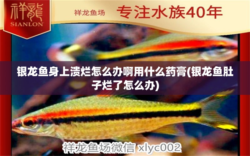 銀龍魚身上潰爛怎么辦啊用什么藥膏(銀龍魚肚子爛了怎么辦)