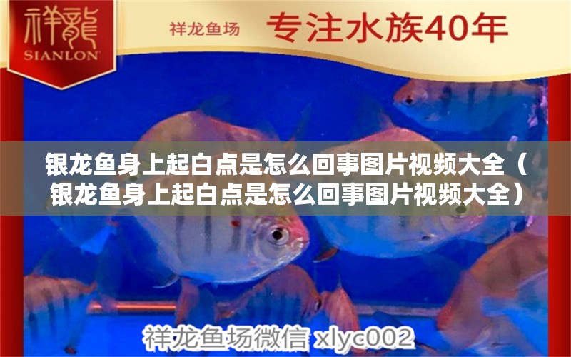 銀龍魚身上起白點是怎么回事圖片視頻大全（銀龍魚身上起白點是怎么回事圖片視頻大全） 銀龍魚