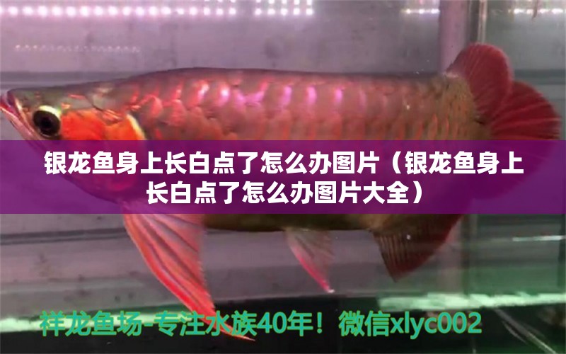 銀龍魚身上長白點(diǎn)了怎么辦圖片（銀龍魚身上長白點(diǎn)了怎么辦圖片大全） 銀龍魚