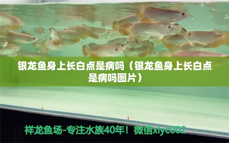 銀龍魚身上長白點是病嗎（銀龍魚身上長白點是病嗎圖片）