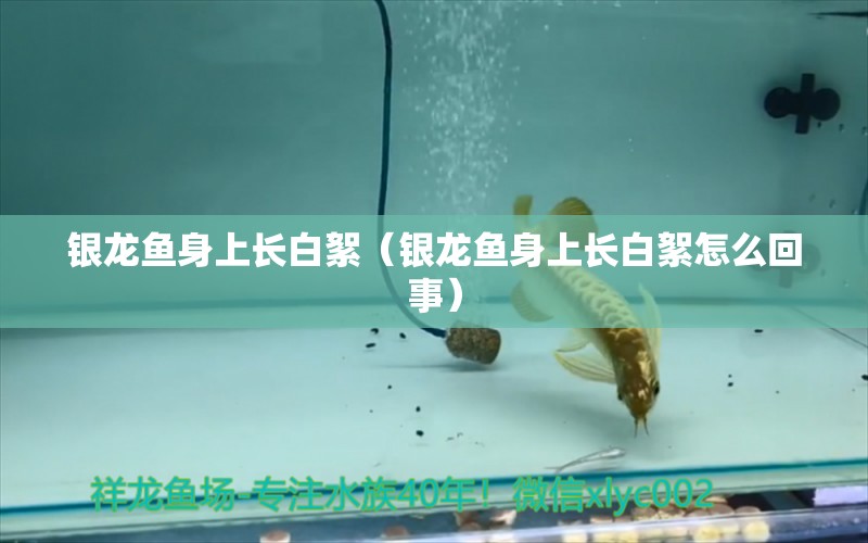 銀龍魚身上長白絮（銀龍魚身上長白絮怎么回事） 銀龍魚