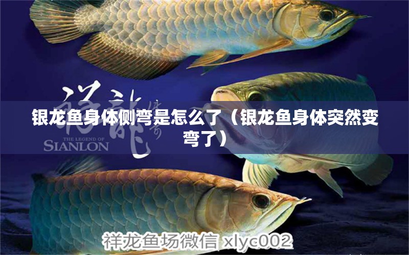 銀龍魚身體側(cè)彎是怎么了（銀龍魚身體突然變彎了） 銀龍魚