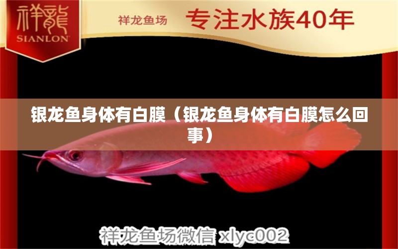 銀龍魚身體有白膜（銀龍魚身體有白膜怎么回事） 銀龍魚