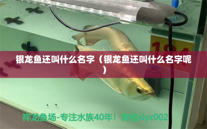 銀龍魚還叫什么名字（銀龍魚還叫什么名字呢） 銀龍魚