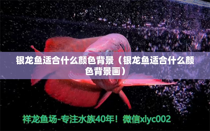 銀龍魚適合什么顏色背景（銀龍魚適合什么顏色背景畫） 銀龍魚