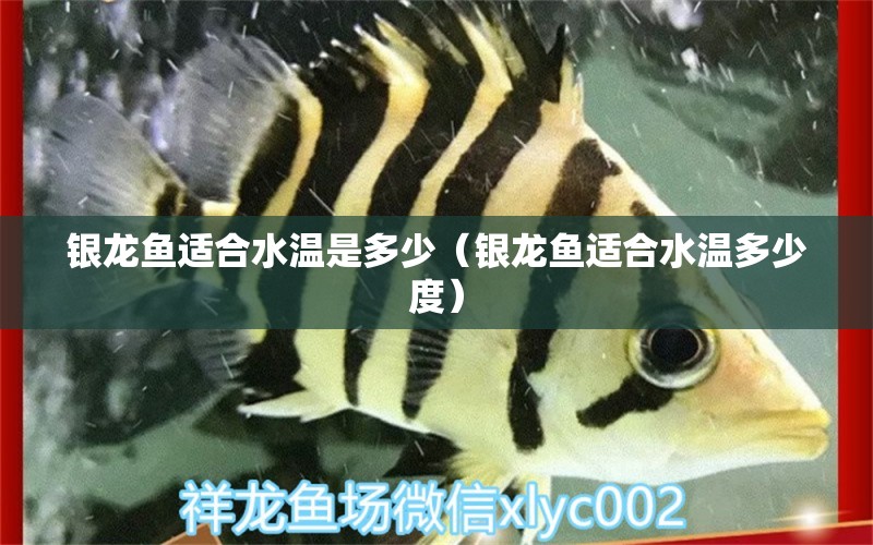 銀龍魚適合水溫是多少（銀龍魚適合水溫多少度）