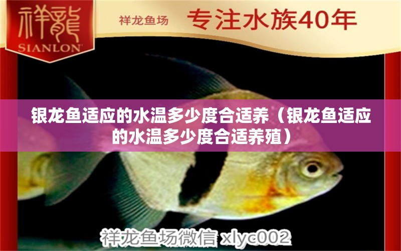 銀龍魚適應的水溫多少度合適養(yǎng)（銀龍魚適應的水溫多少度合適養(yǎng)殖） 銀龍魚