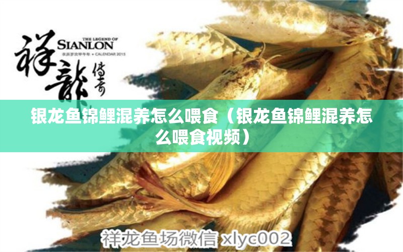 銀龍魚錦鯉混養(yǎng)怎么喂食（銀龍魚錦鯉混養(yǎng)怎么喂食視頻） 銀龍魚