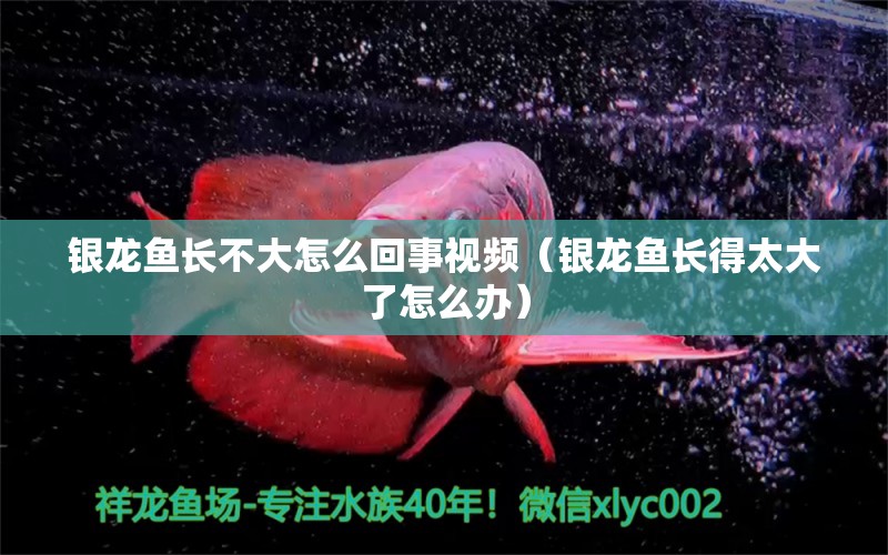 銀龍魚長不大怎么回事視頻（銀龍魚長得太大了怎么辦） 銀龍魚