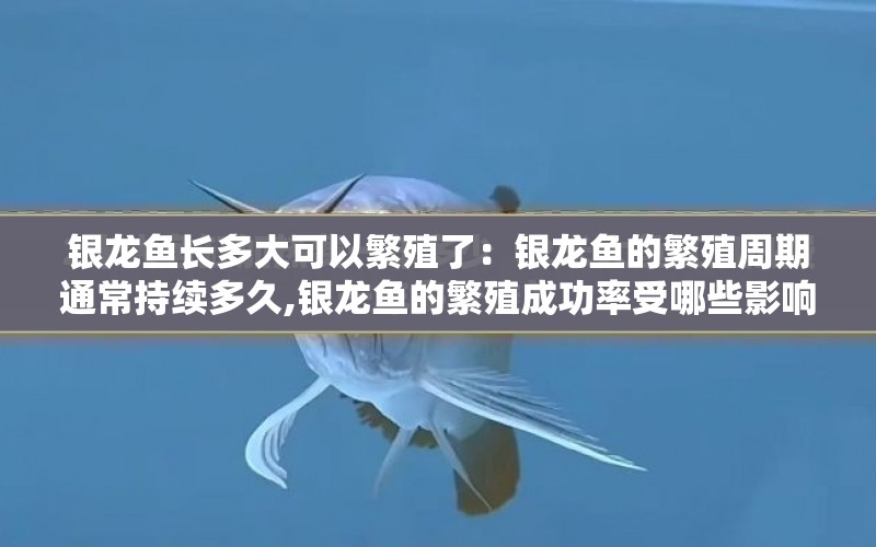 銀龍魚(yú)長(zhǎng)多大可以繁殖了：銀龍魚(yú)的繁殖周期通常持續(xù)多久,銀龍魚(yú)的繁殖成功率受哪些影響 水族問(wèn)答