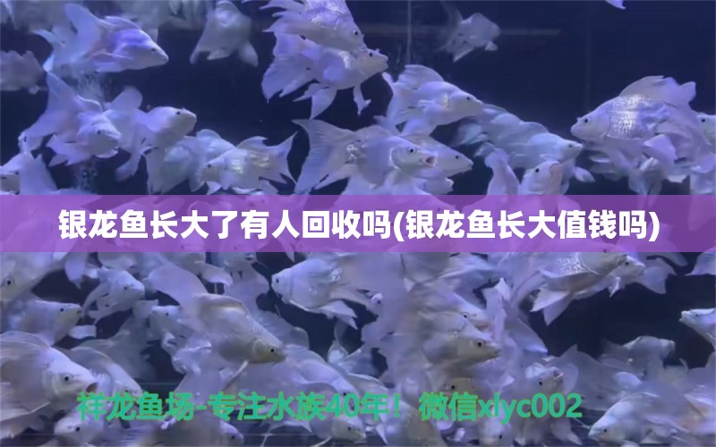 銀龍魚長大了有人回收嗎(銀龍魚長大值錢嗎) 銀龍魚