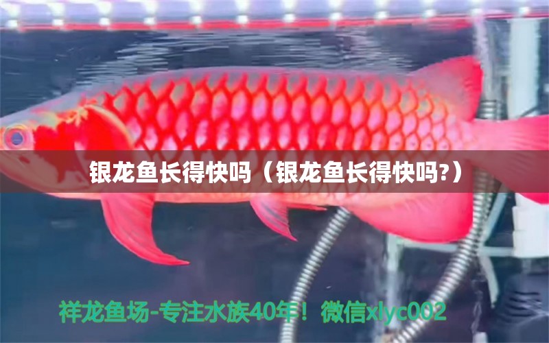 銀龍魚長得快嗎（銀龍魚長得快嗎?） 銀龍魚