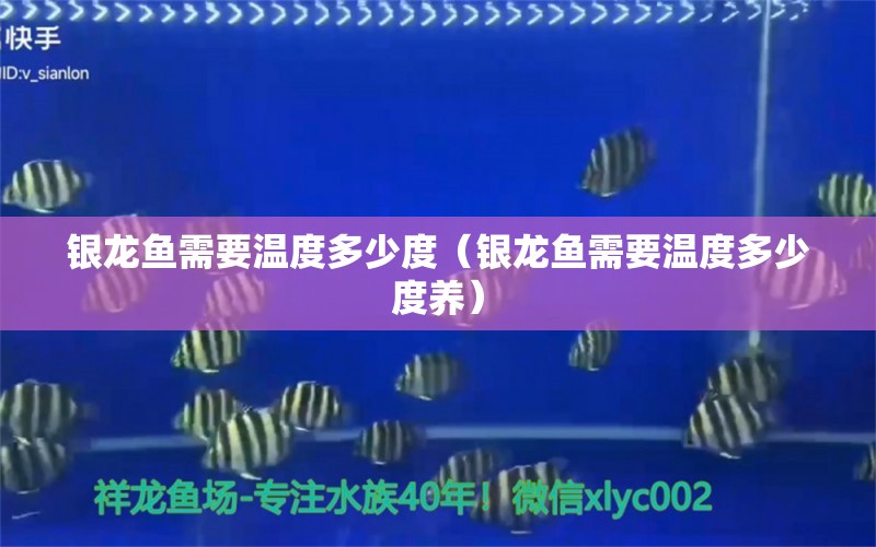 銀龍魚需要溫度多少度（銀龍魚需要溫度多少度養(yǎng)） 銀龍魚