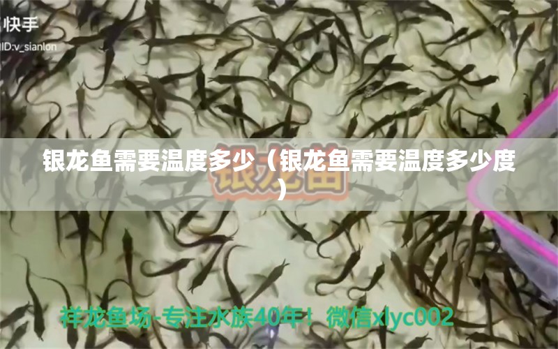 銀龍魚需要溫度多少（銀龍魚需要溫度多少度） 銀龍魚