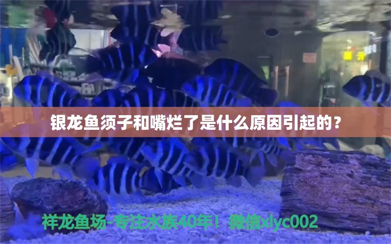 銀龍魚須子和嘴爛了是什么原因引起的？ 銀龍魚