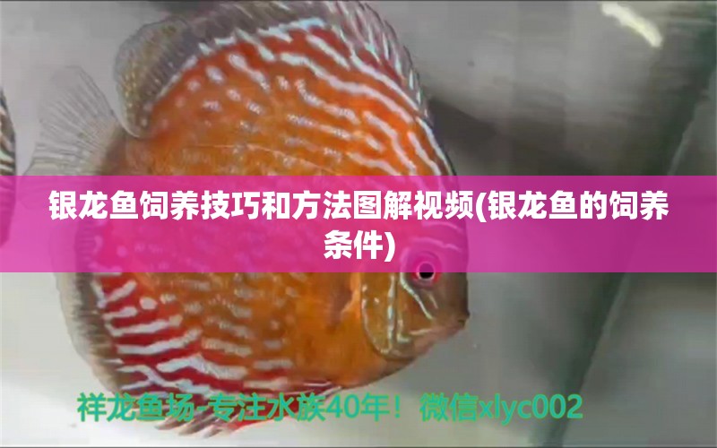 銀龍魚飼養(yǎng)技巧和方法圖解視頻(銀龍魚的飼養(yǎng)條件)