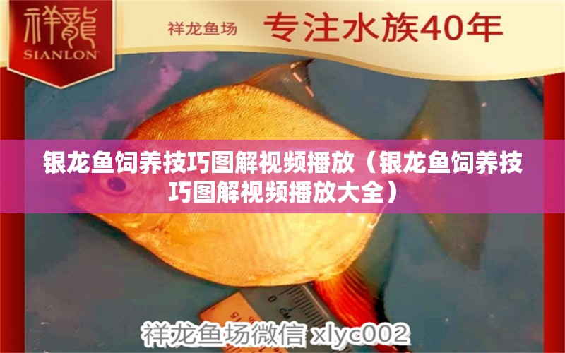 銀龍魚飼養(yǎng)技巧圖解視頻播放（銀龍魚飼養(yǎng)技巧圖解視頻播放大全） 銀龍魚