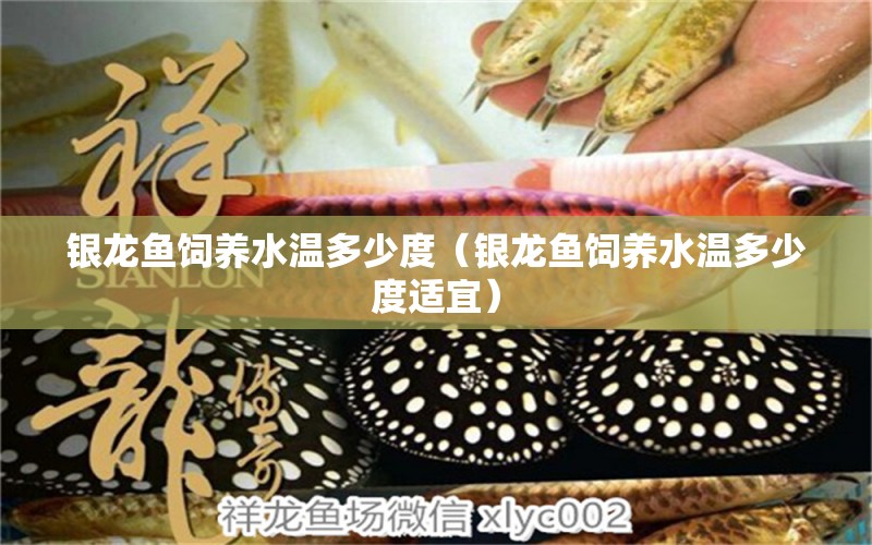 銀龍魚飼養(yǎng)水溫多少度（銀龍魚飼養(yǎng)水溫多少度適宜） 銀龍魚百科 第1張