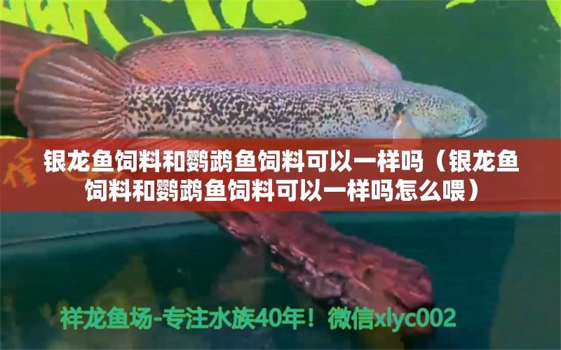 銀龍魚飼料和鸚鵡魚飼料可以一樣嗎（銀龍魚飼料和鸚鵡魚飼料可以一樣嗎怎么喂）