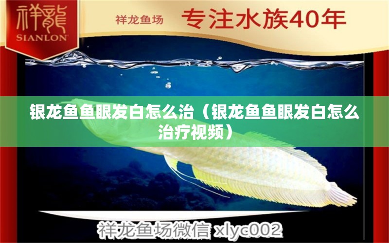 銀龍魚魚眼發(fā)白怎么治（銀龍魚魚眼發(fā)白怎么治療視頻）