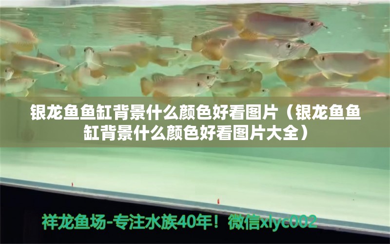 銀龍魚(yú)魚(yú)缸背景什么顏色好看圖片（銀龍魚(yú)魚(yú)缸背景什么顏色好看圖片大全） 銀龍魚(yú)