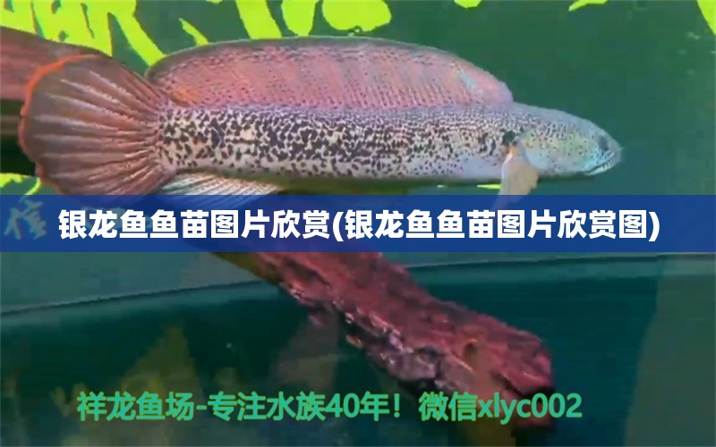 銀龍魚魚苗圖片欣賞(銀龍魚魚苗圖片欣賞圖) 銀龍魚百科 第1張