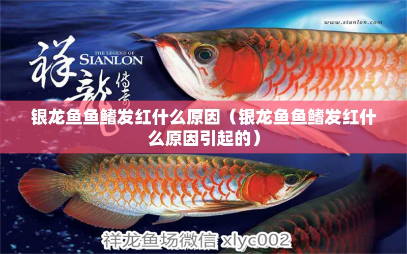 銀龍魚魚鰭發(fā)紅什么原因（銀龍魚魚鰭發(fā)紅什么原因引起的） 水族用品